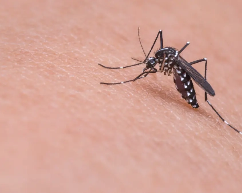 Anticorpi anti-West Nile Anticorpi anti-West Nile: il test che può proteggere la tua salute